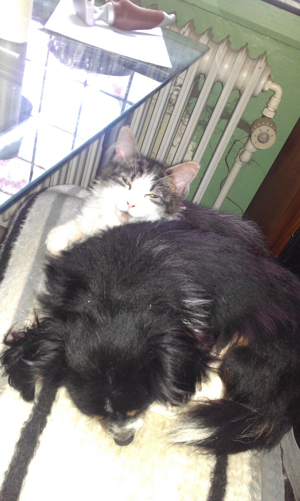 Maine Coon Aslan billede 5