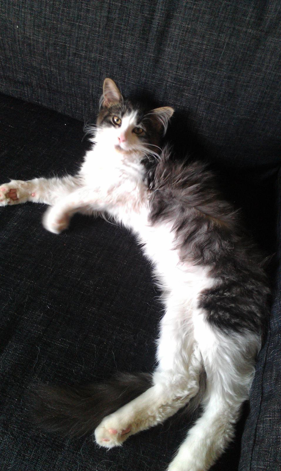 Maine Coon Aslan billede 6