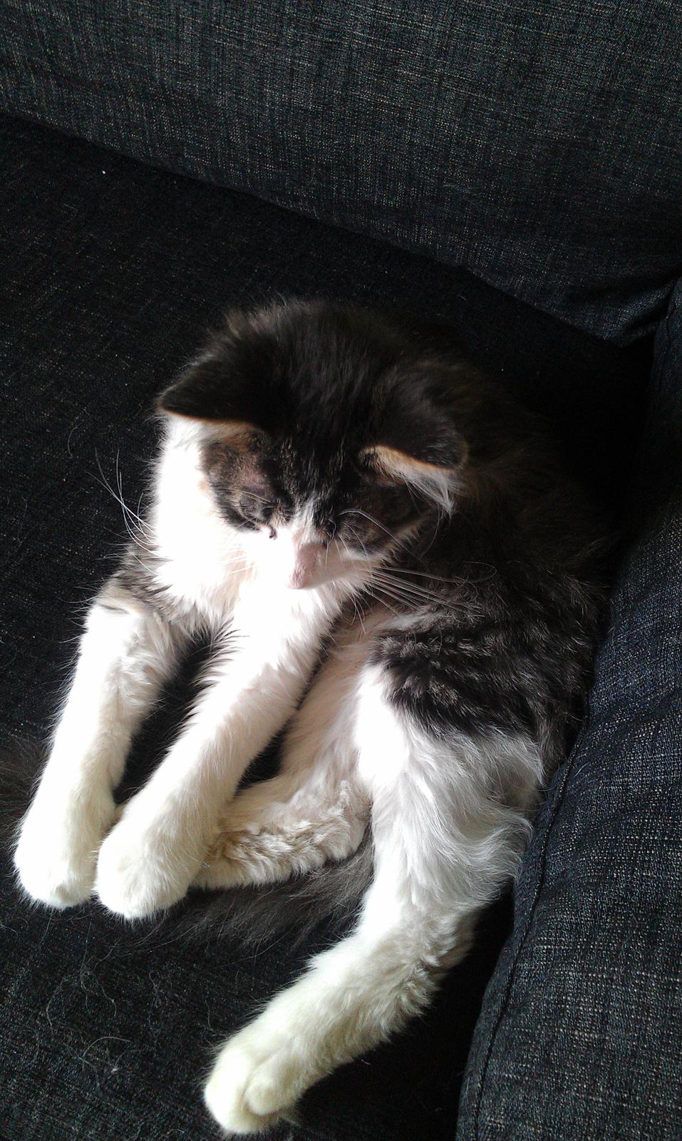 Maine Coon Aslan billede 7