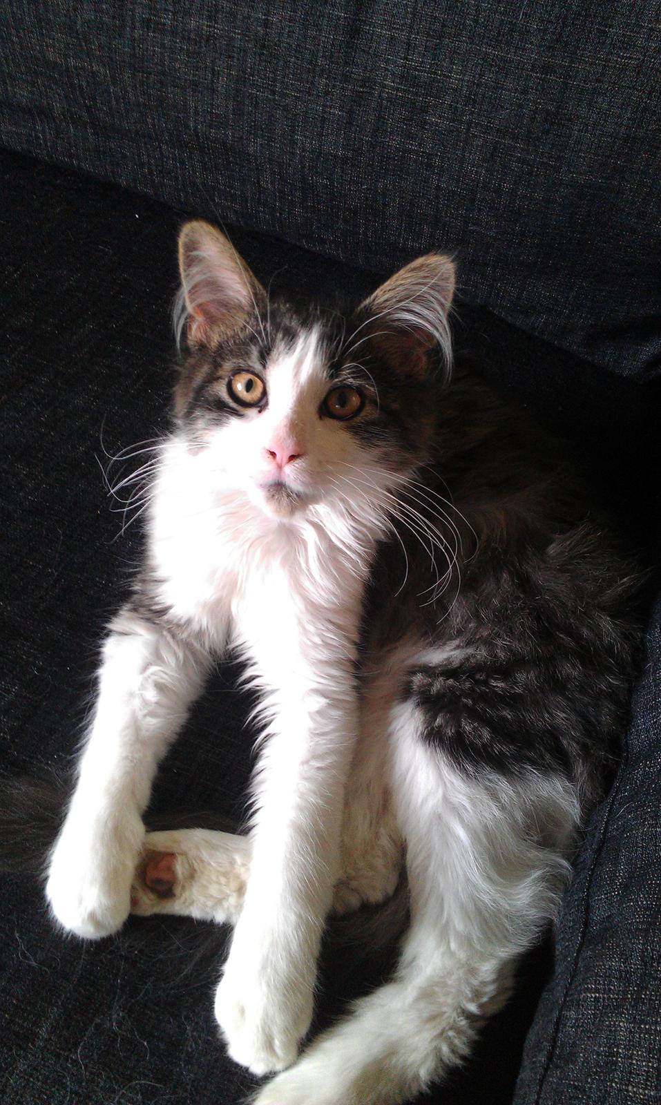 Maine Coon Aslan billede 8