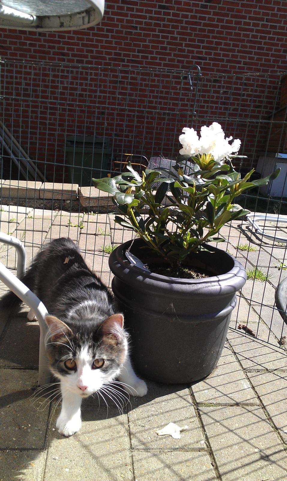 Maine Coon Aslan billede 9