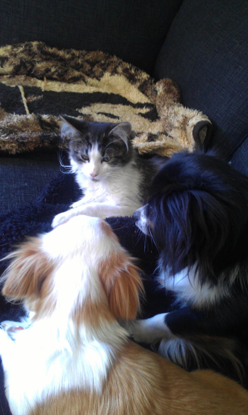 Maine Coon Aslan billede 10