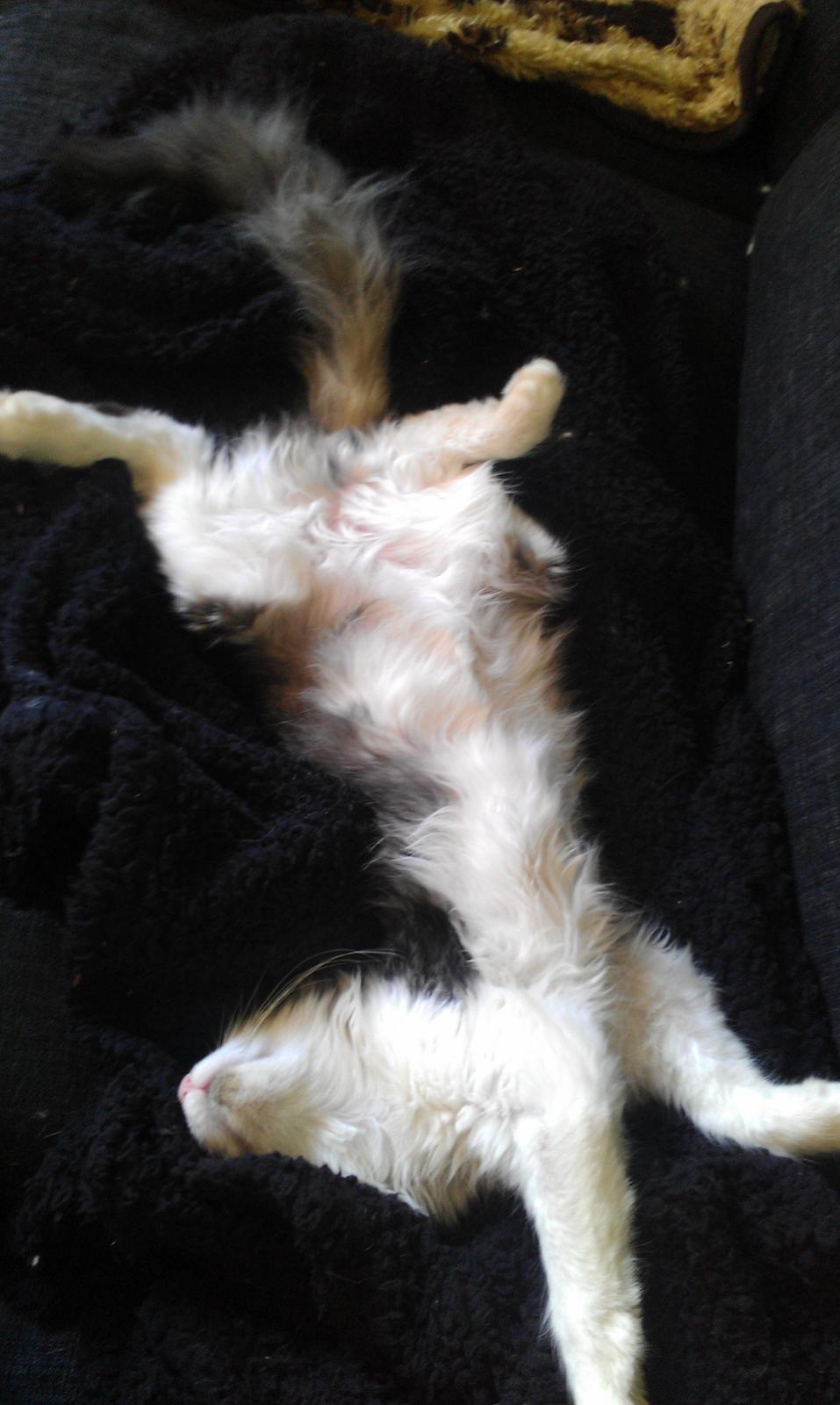 Maine Coon Aslan billede 11