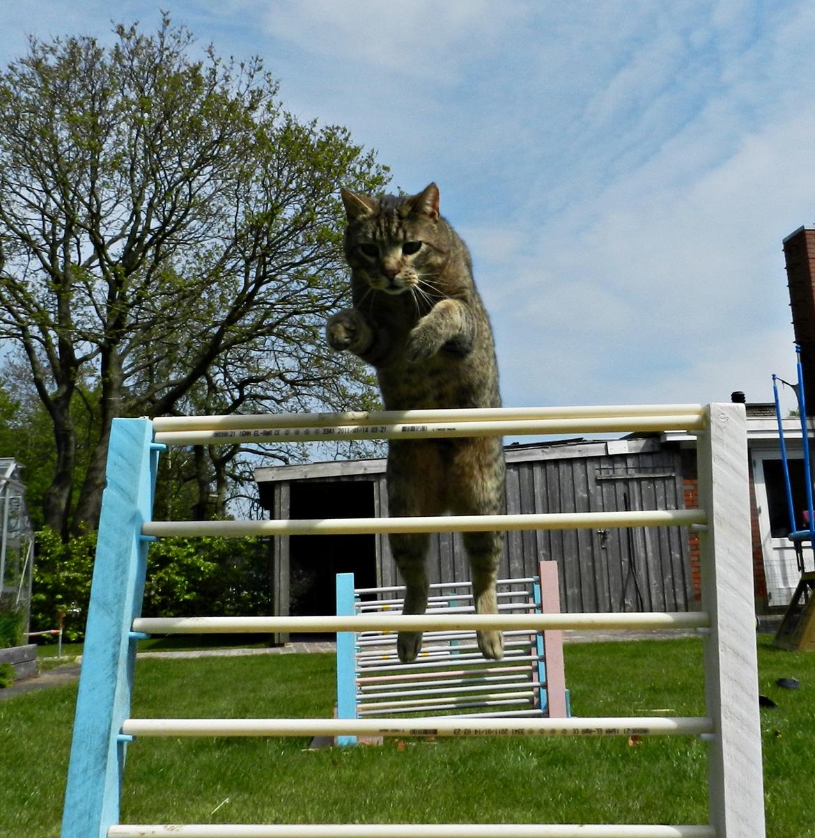 Blanding af racer Fritz "Supermissen! (:" - Hopsa! :D billede 18