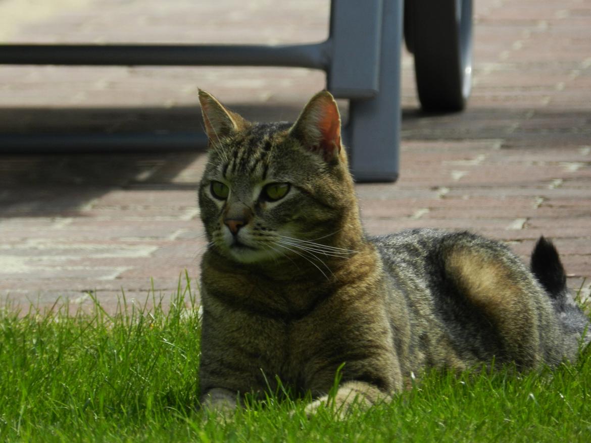 Blanding af racer Fritz "Supermissen! (:" - Skønheden nyeder foråret :D billede 16