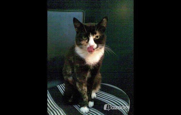 Blanding af racer Kiki aflivet billede 4