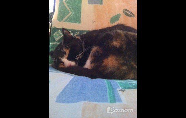 Blanding af racer Kiki aflivet billede 8