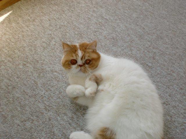 Exotic Chanel billede 16