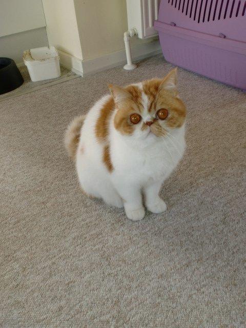 Exotic Chanel billede 17