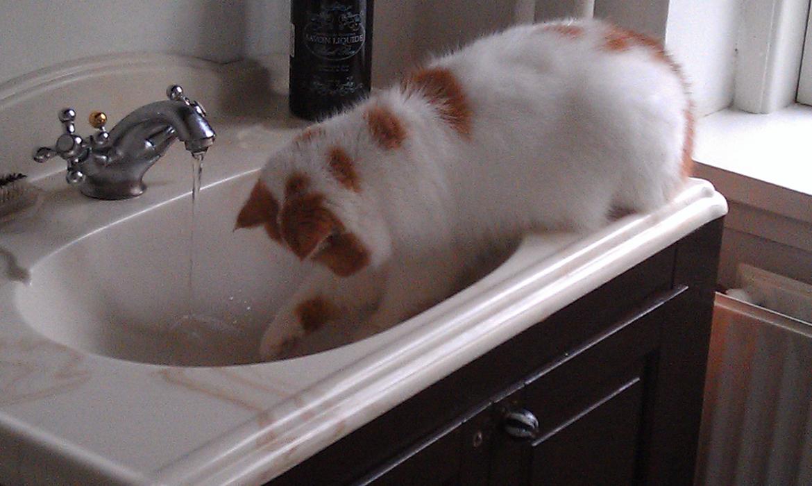 Exotic Chanel billede 18