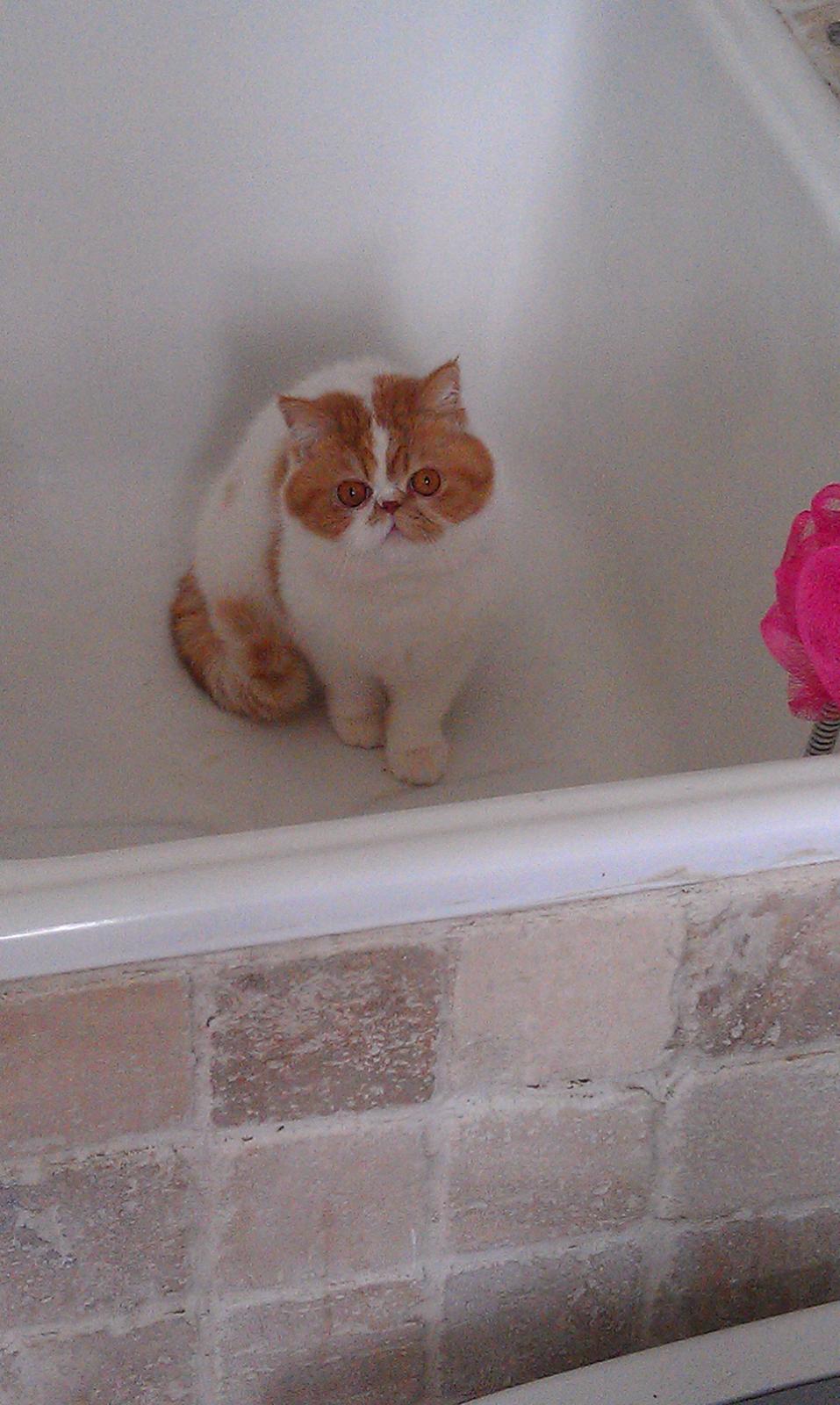 Exotic Chanel billede 19