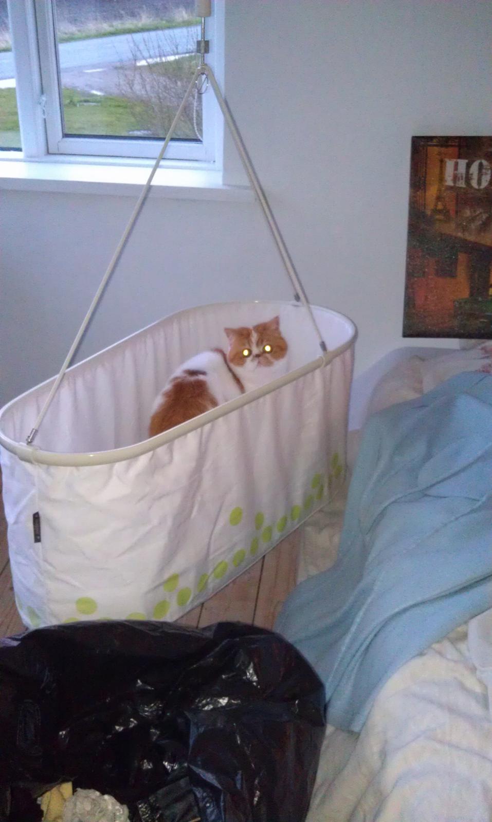 Exotic Chanel billede 20