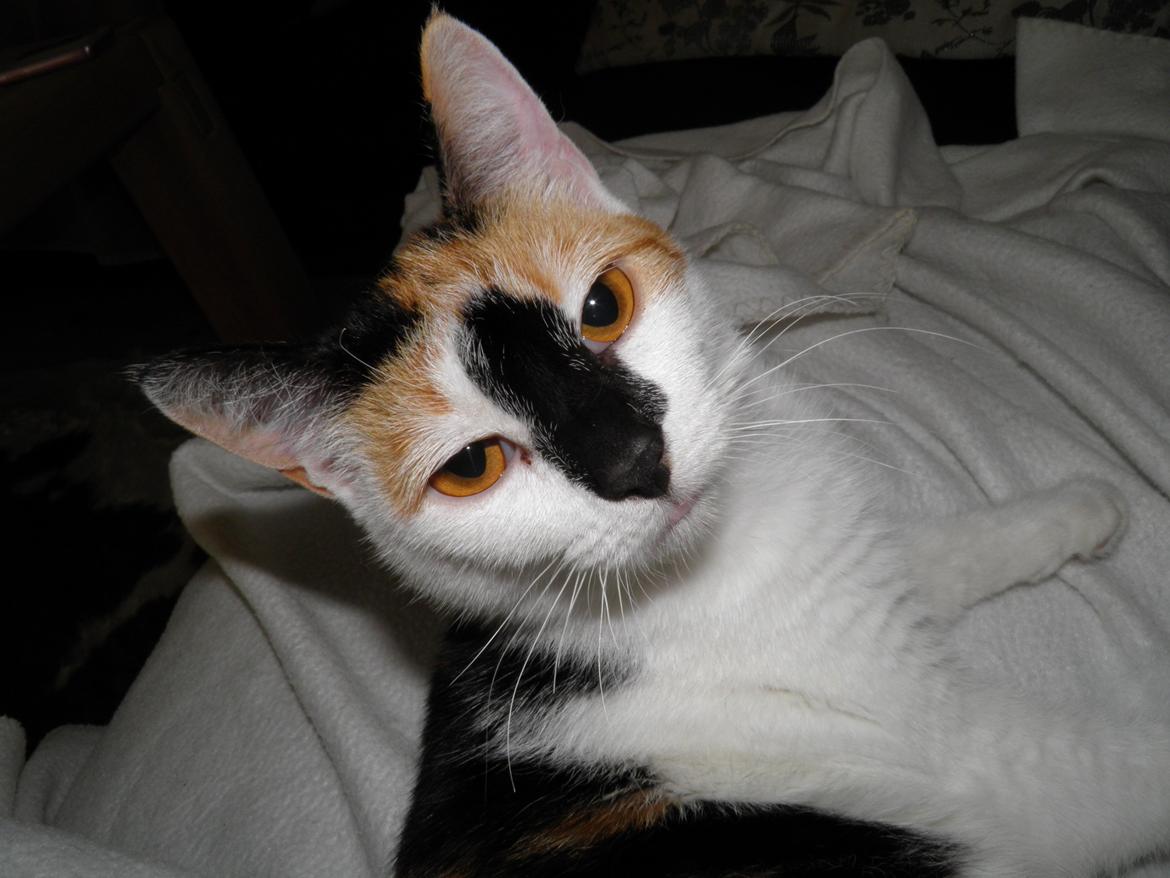 Huskat Pixie billede 7