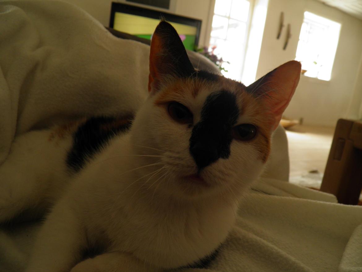 Huskat Pixie - jeg lå lige og sov  billede 8