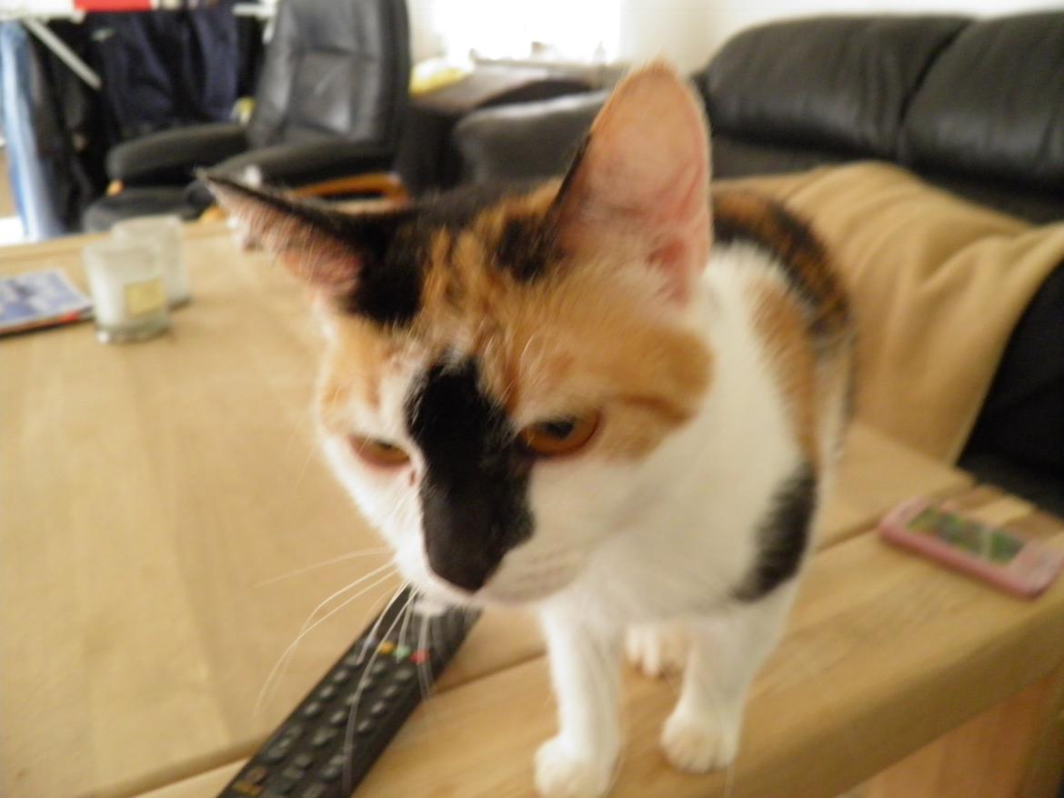 Huskat Pixie - hvad laaaueer du moar? billede 9