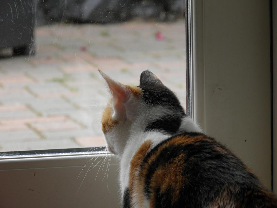 Huskat Pixie - mooar jeg vil ud billede 1