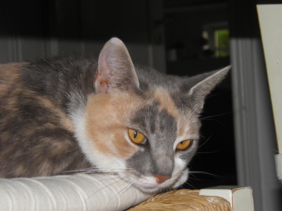 Huskat Mille billede 1