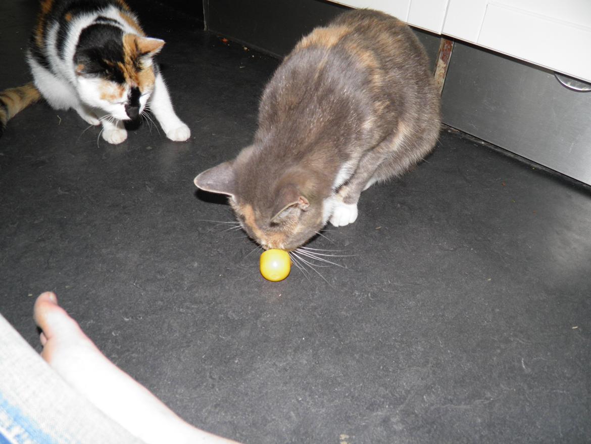 Huskat Mille billede 2