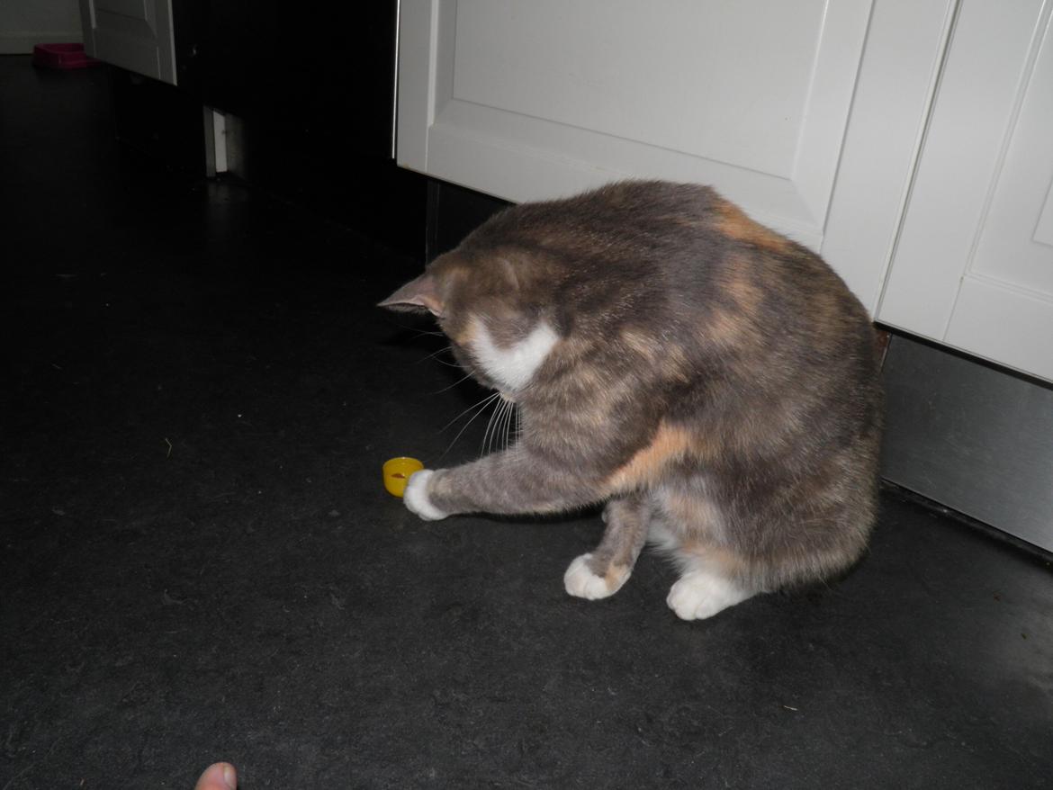 Huskat Mille billede 3