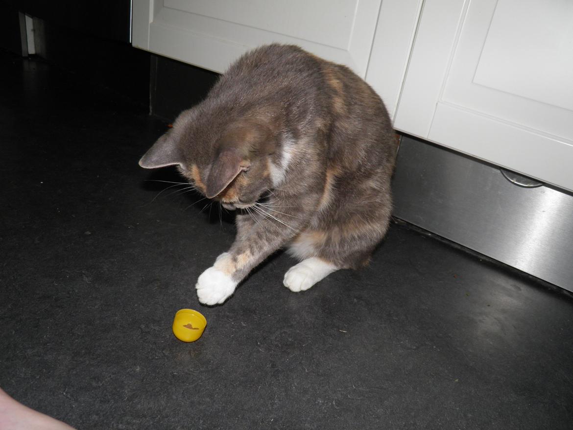 Huskat Mille billede 4