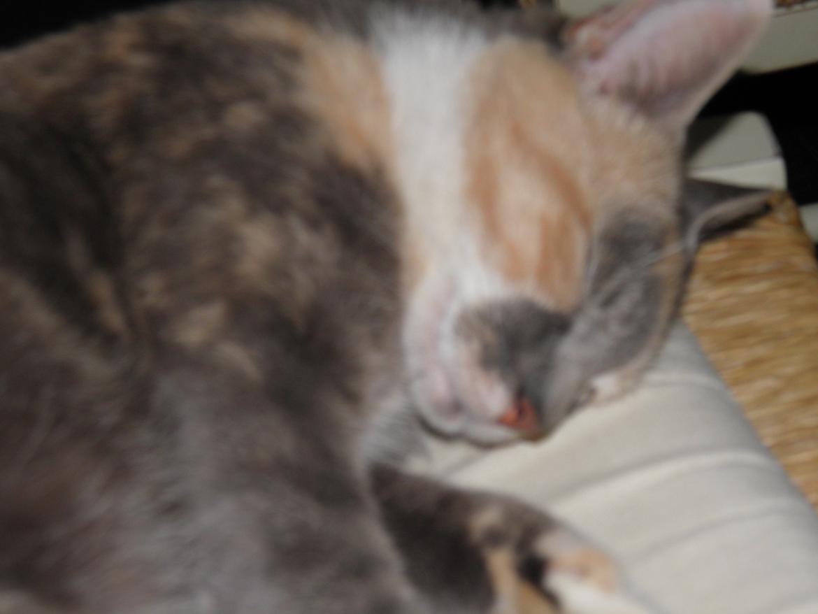 Huskat Mille billede 5