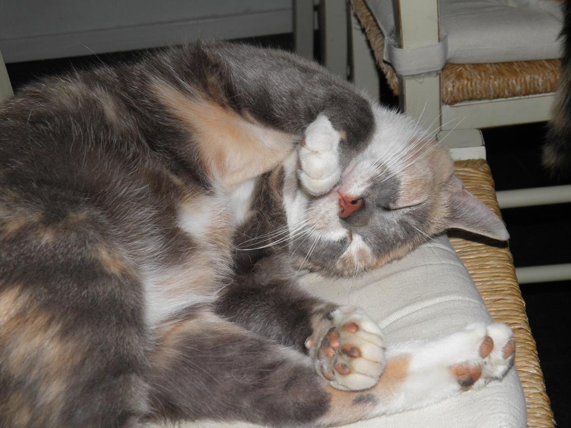 Huskat Mille billede 6