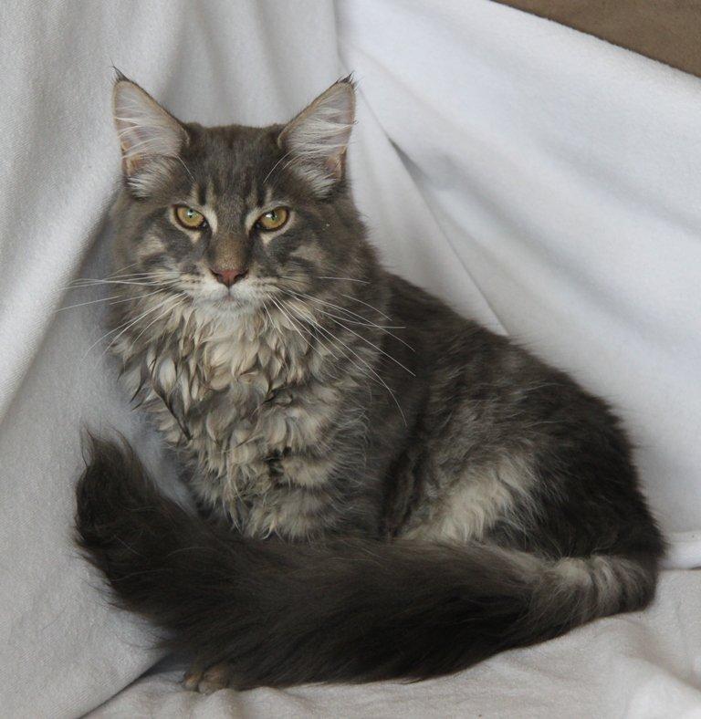 Maine Coon Honda "Flyttet" billede 3