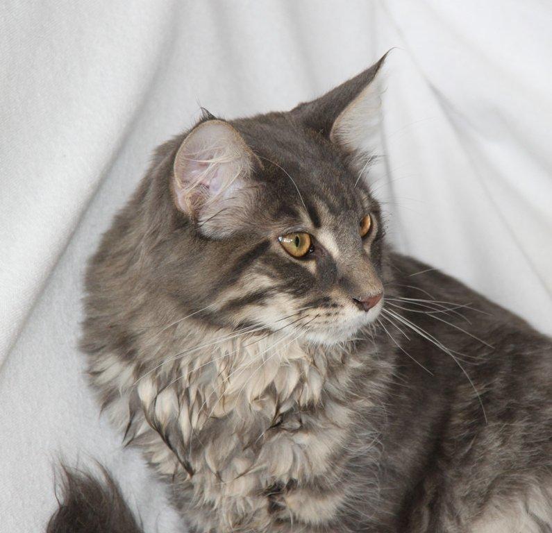 Maine Coon Honda "Flyttet" billede 4