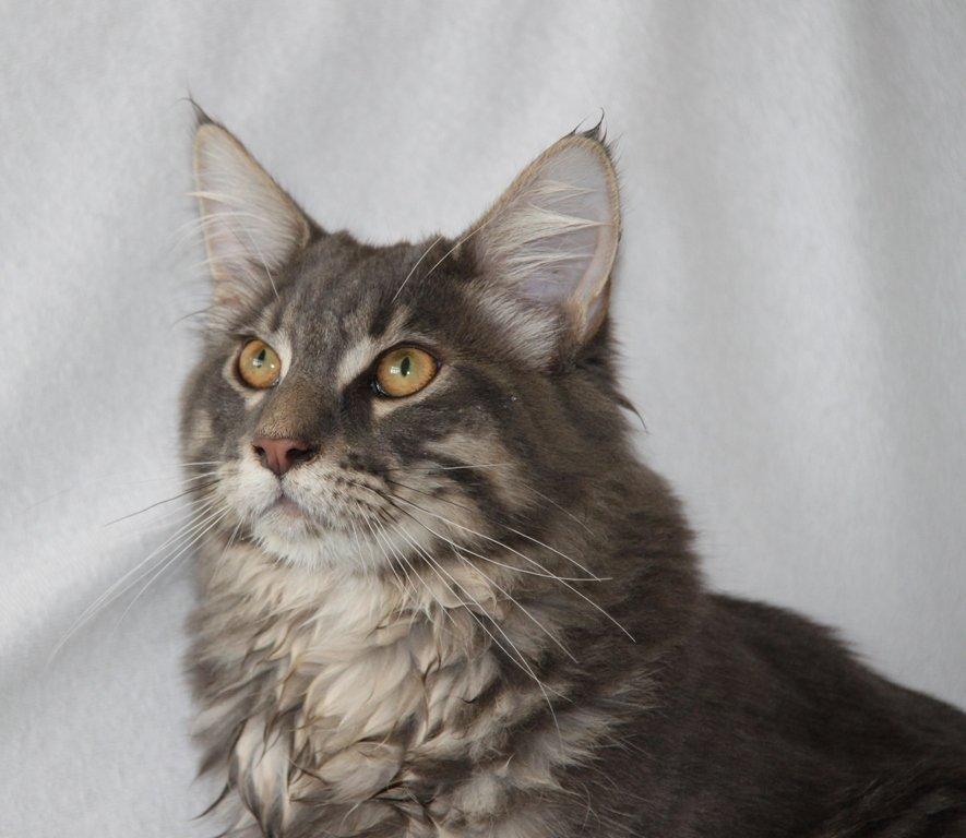 Maine Coon Honda "Flyttet" billede 5