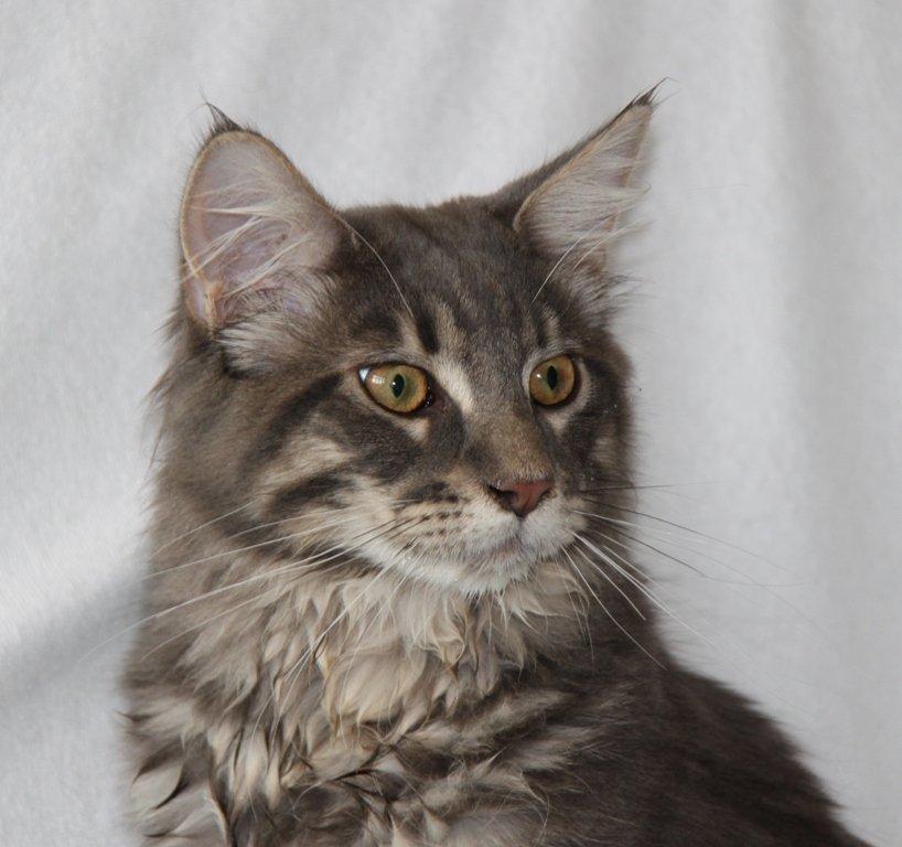 Maine Coon Honda "Flyttet" billede 6