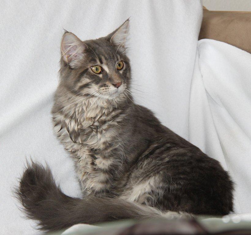 Maine Coon Honda "Flyttet" billede 7