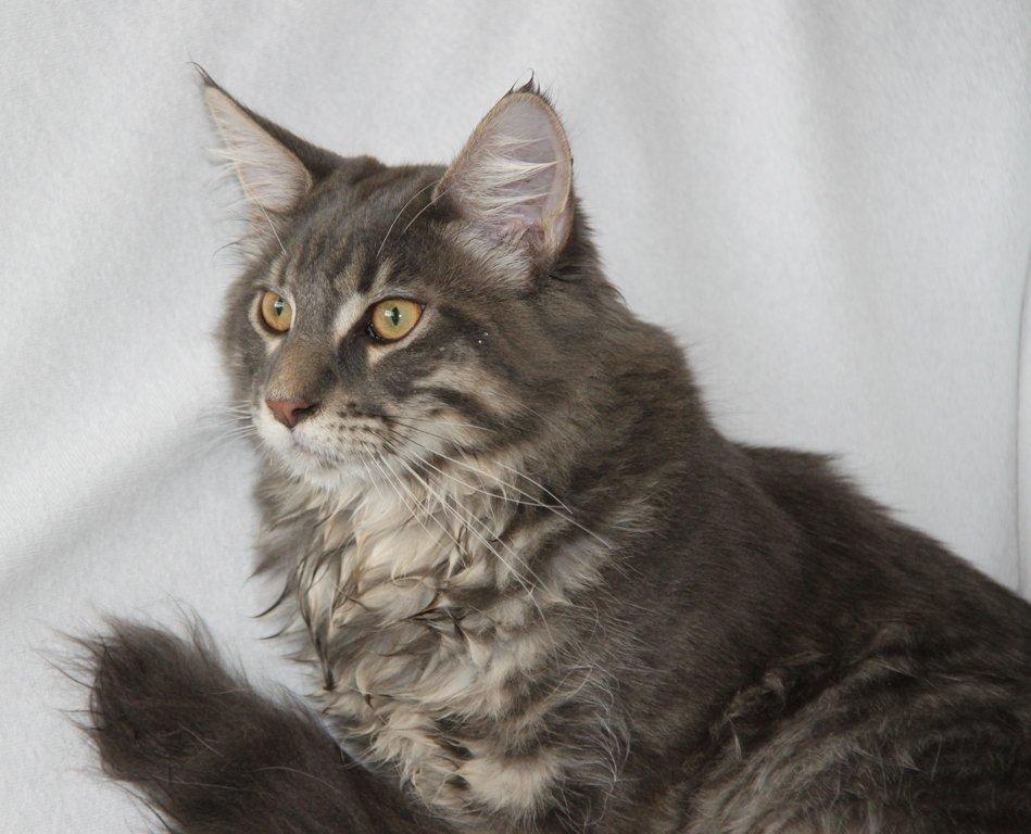 Maine Coon Honda "Flyttet" billede 8