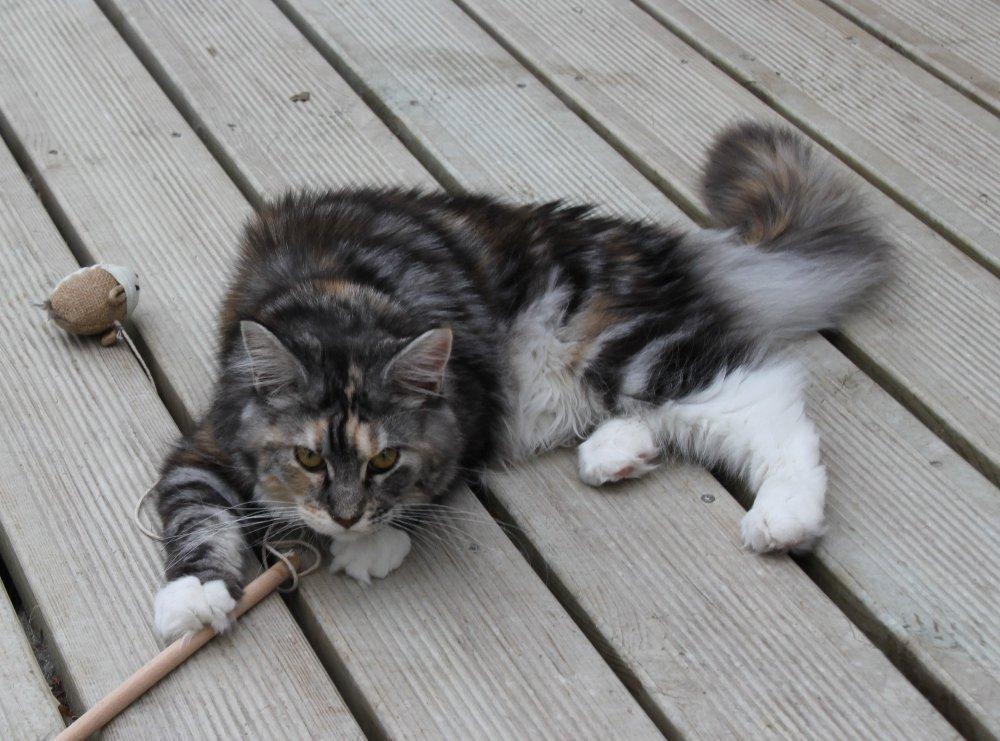 Maine Coon DK Ullitscoon's Elanora ( Ariel ) billede 5