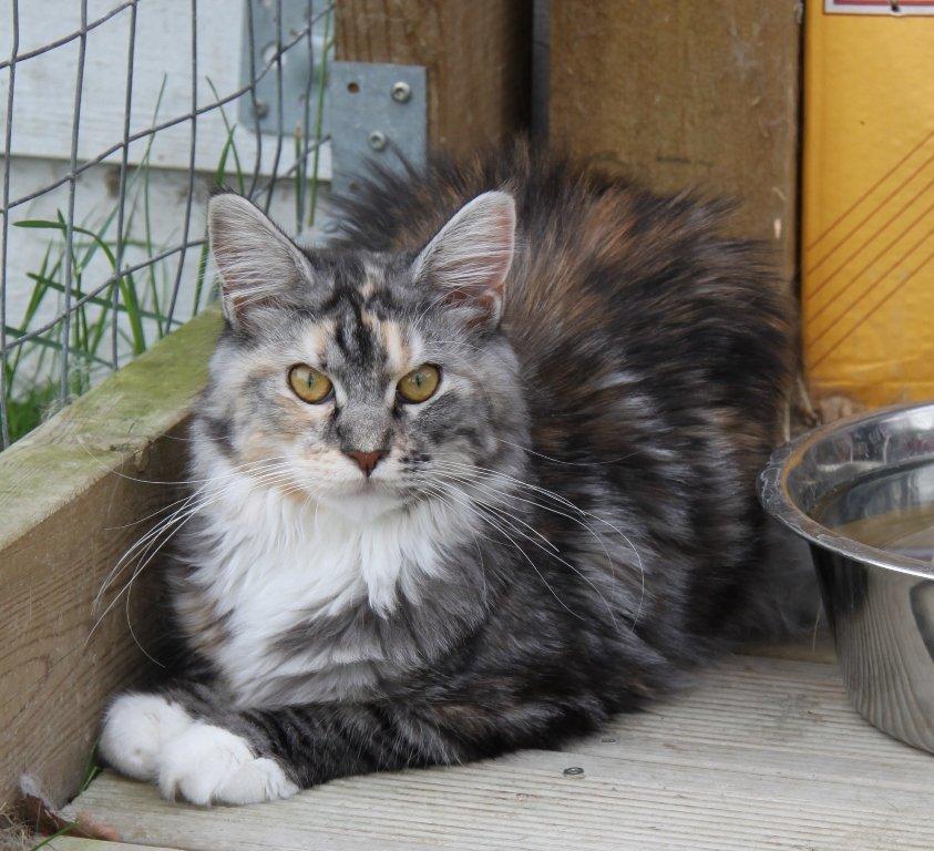 Maine Coon DK Ullitscoon's Elanora ( Ariel ) billede 16