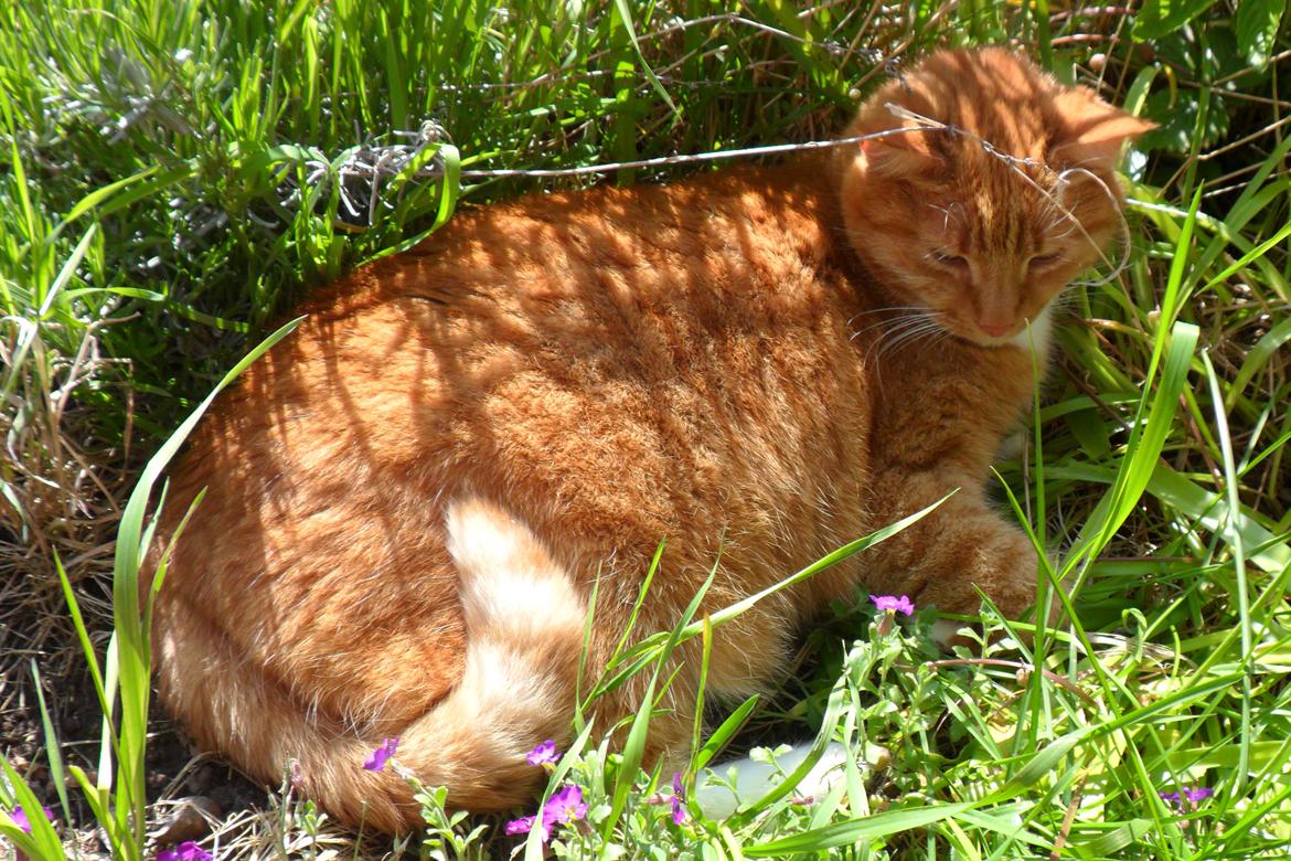 Huskat Mullerbjørn.. {min engel:* billede 12