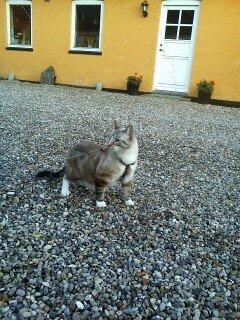 Bengal Ejner billede 1