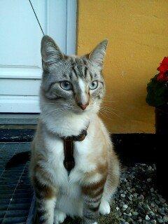 Bengal Ejner billede 2