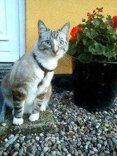 Bengal Ejner billede 3