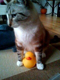 Bengal Ejner billede 4