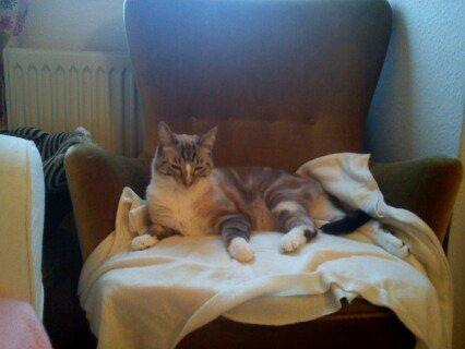 Bengal Ejner billede 5