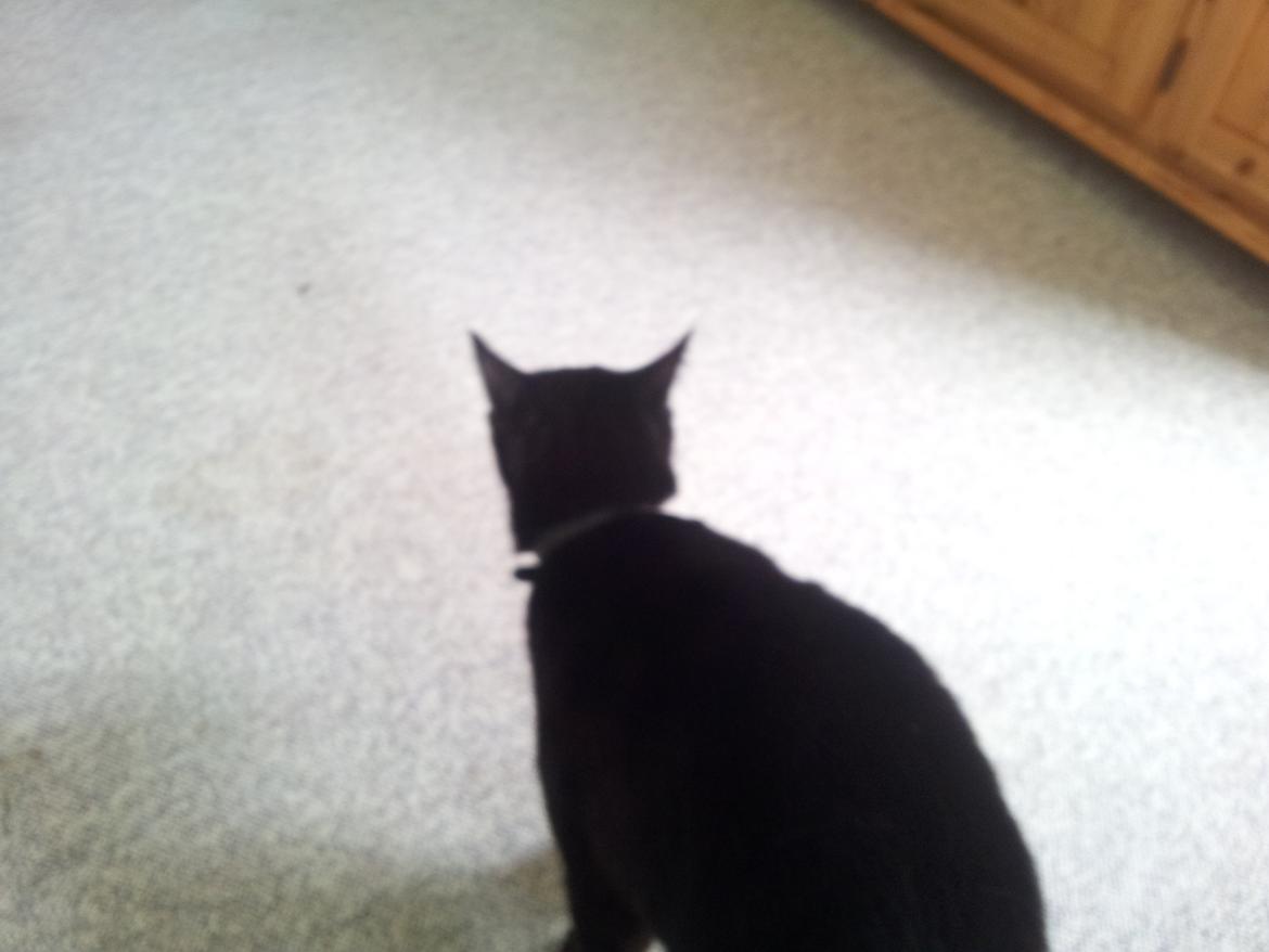 Huskat Gismo billede 1