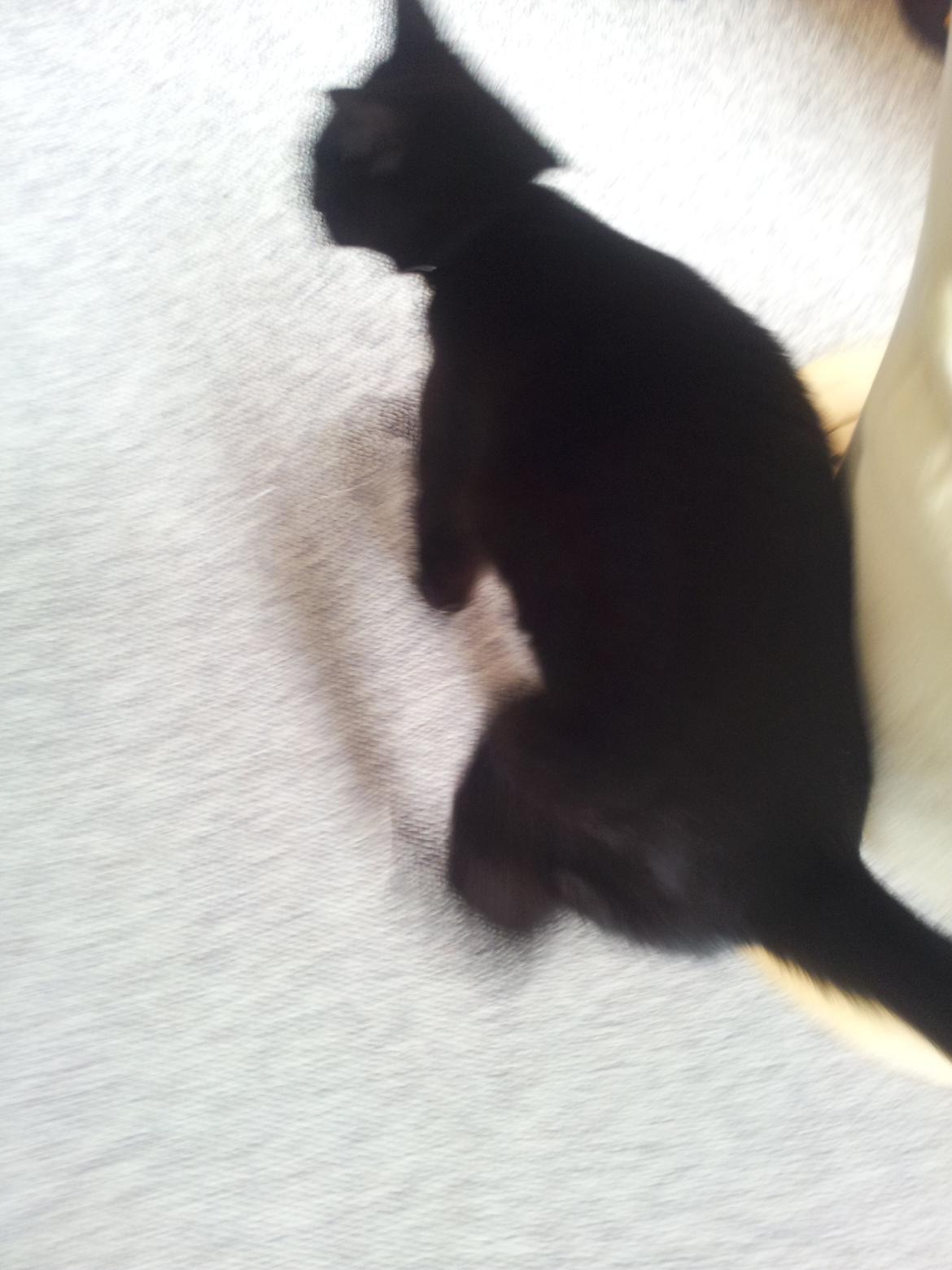 Huskat Gismo billede 2