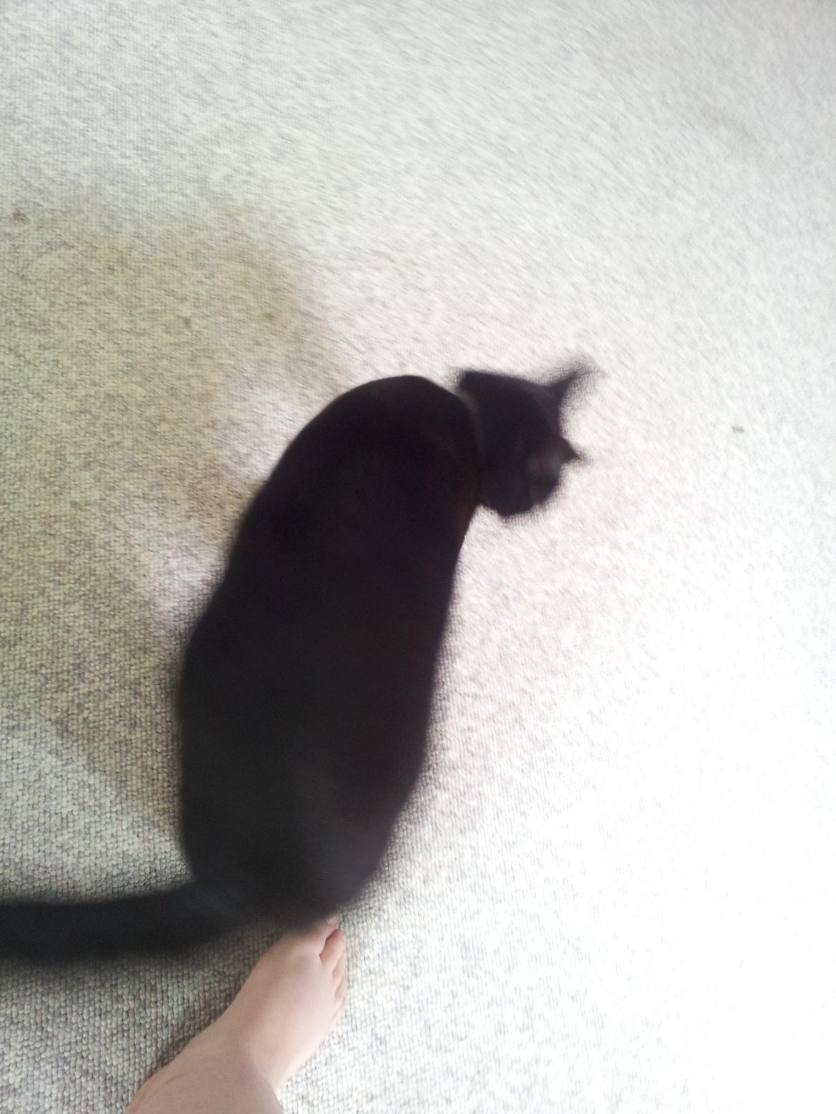 Huskat Gismo billede 3