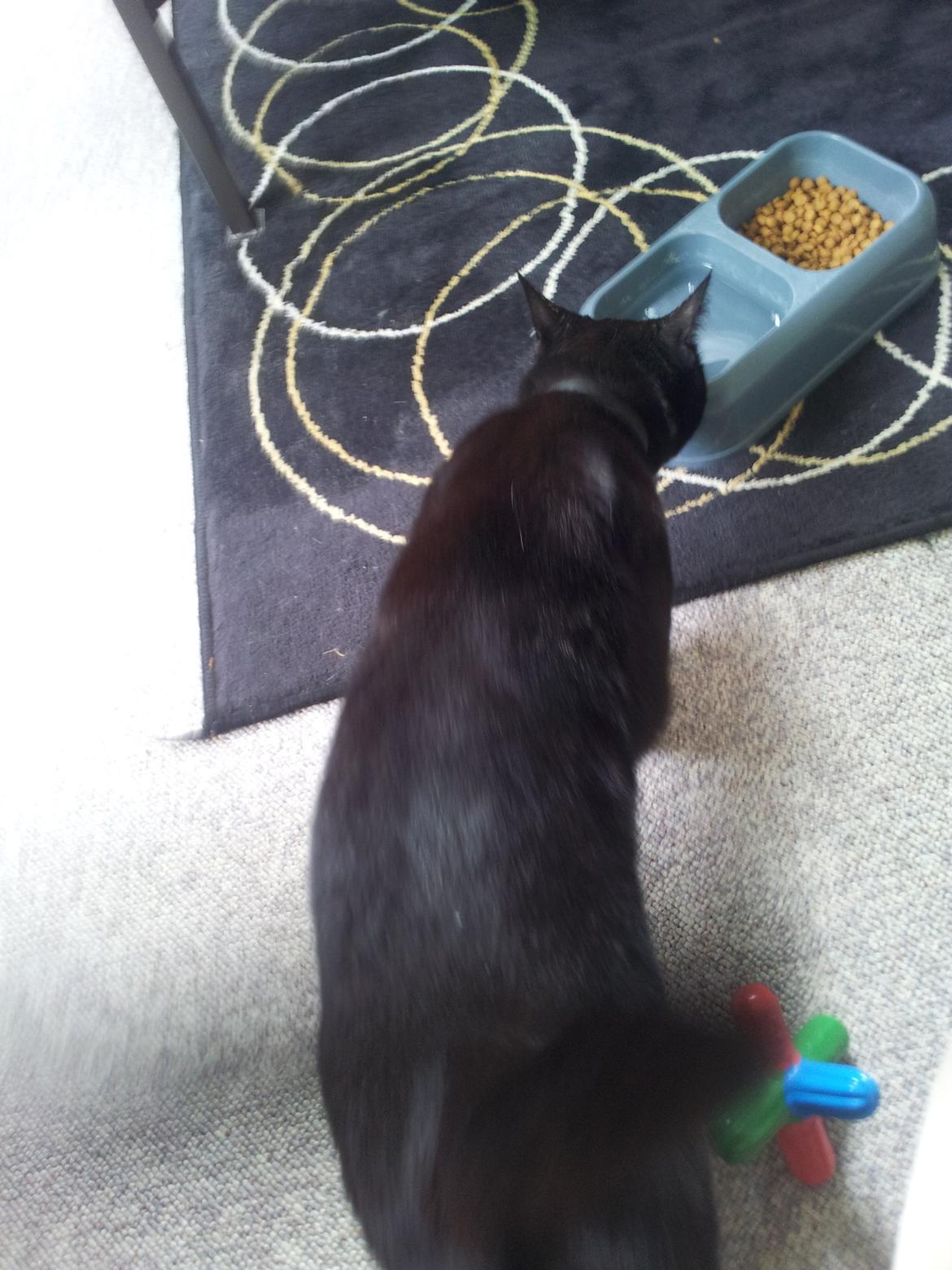 Huskat Gismo billede 4