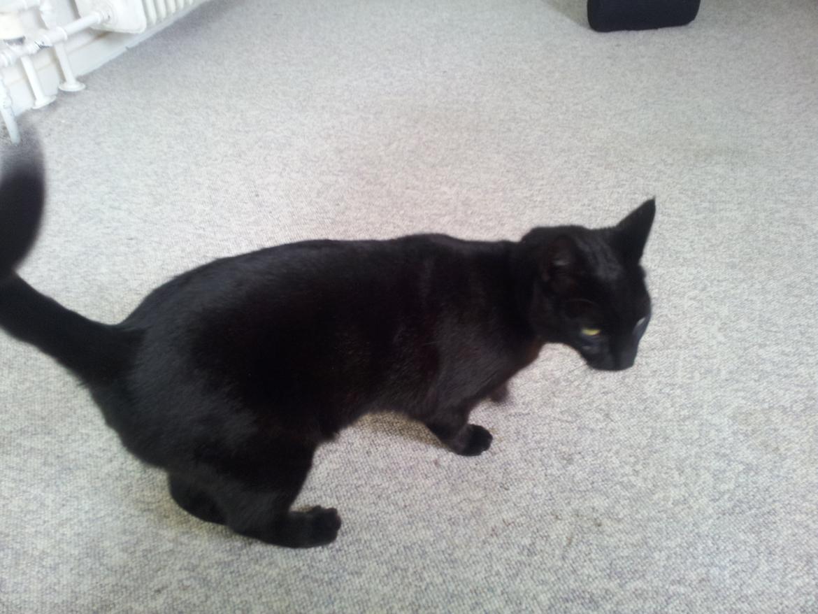 Huskat Gismo billede 5