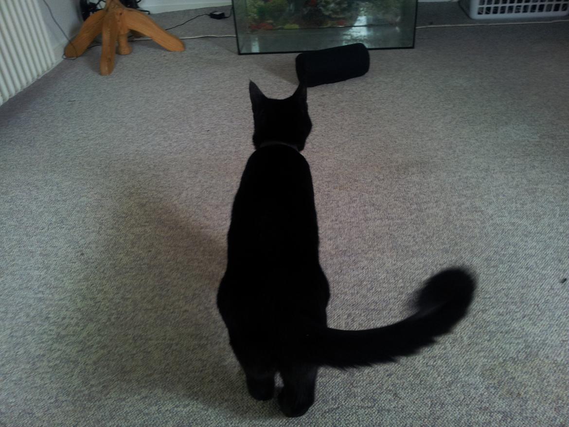 Huskat Gismo billede 6