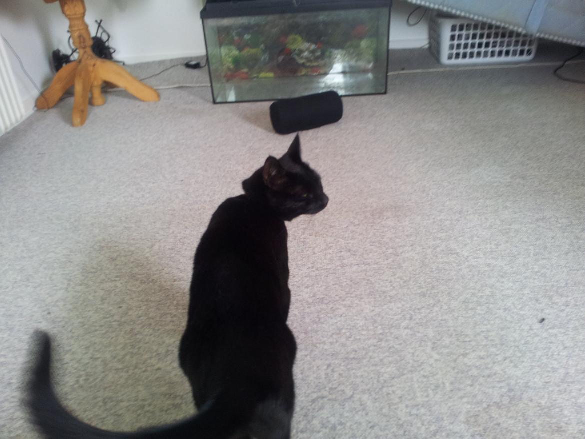 Huskat Gismo billede 7