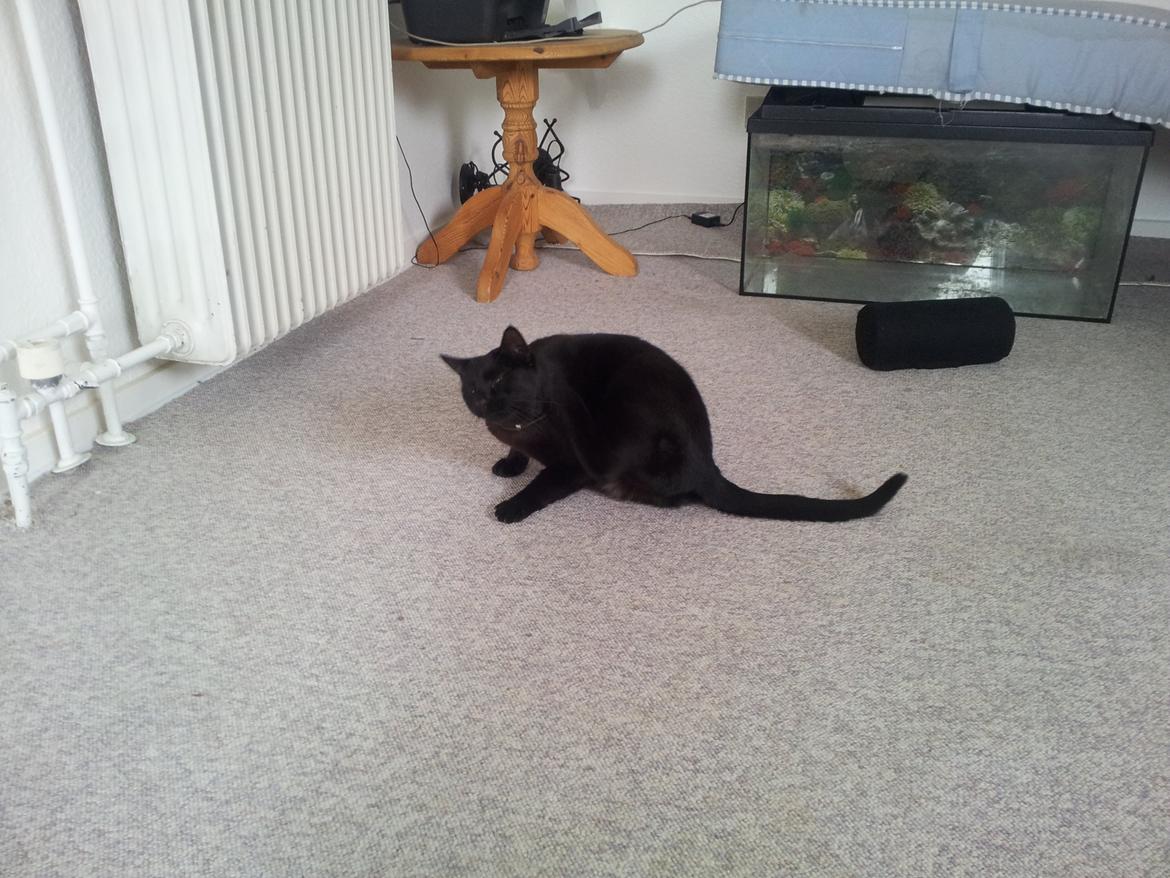 Huskat Gismo billede 8