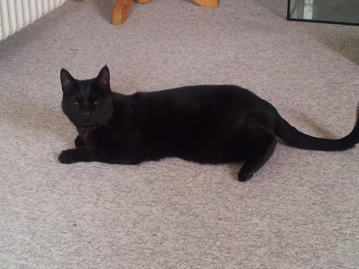 Huskat Gismo billede 9