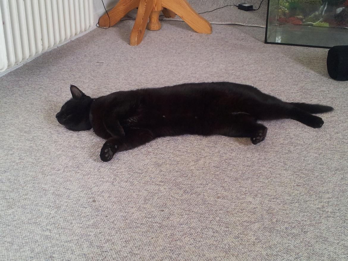 Huskat Gismo billede 10